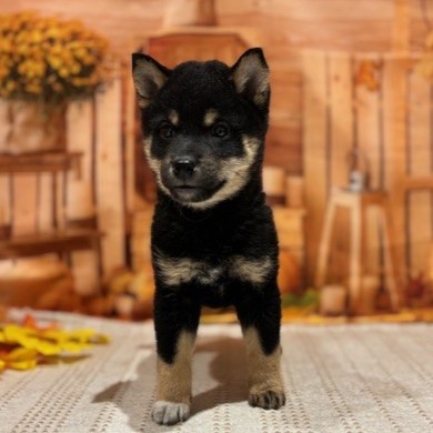 福岡県の柴犬(標準サイズ) (犬の家＆猫の里トリアス久山店/2025年9月8日生まれ/女の子/黒)の子犬の3枚目の画像