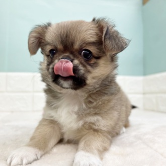 静岡県のチワペキ/ペキチー/ペキチワ(チワワ×ペキニーズ) (犬の家＆猫の里マークイズ静岡店/2025年9月7日生まれ/男の子/フォーン)の子犬の3枚目の画像