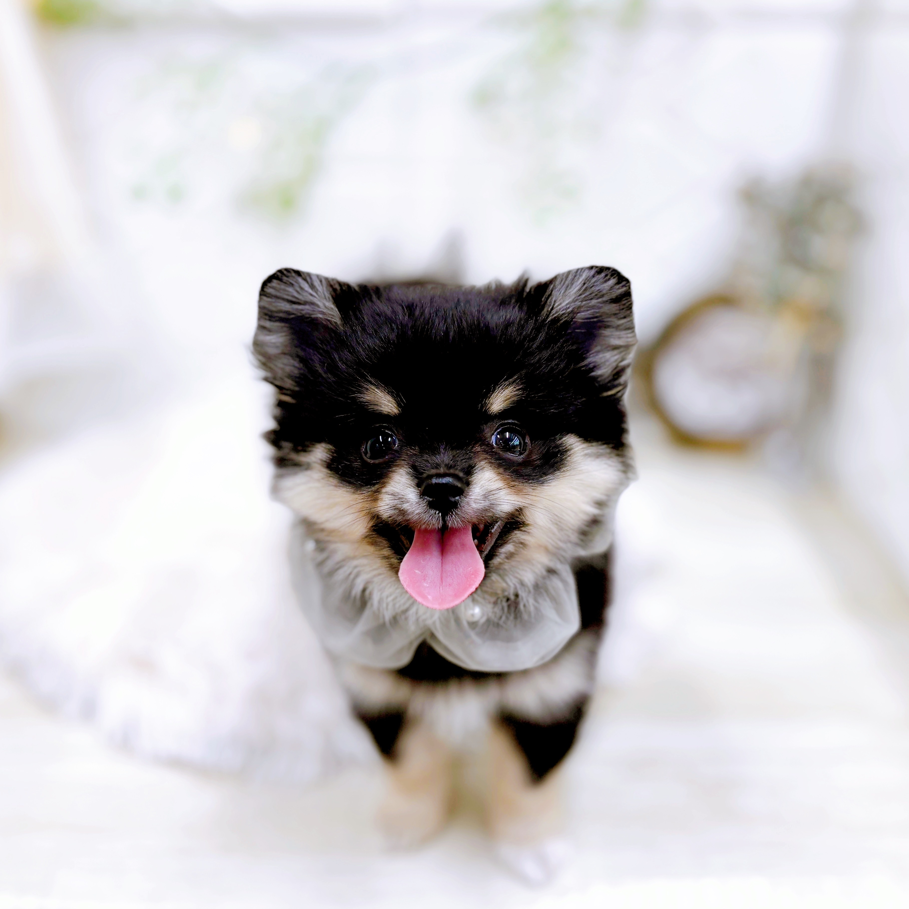 福井県のポメラニアン (犬の家＆猫の里アミーゴ福井店/2025年9月8日生まれ/男の子/ブラックタン)の子犬の3枚目の画像