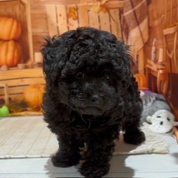 福岡県のトイプードル(トイ) (犬の家＆猫の里トリアス久山店/2025年9月9日生まれ/男の子/ブラック)の子犬の3枚目の画像