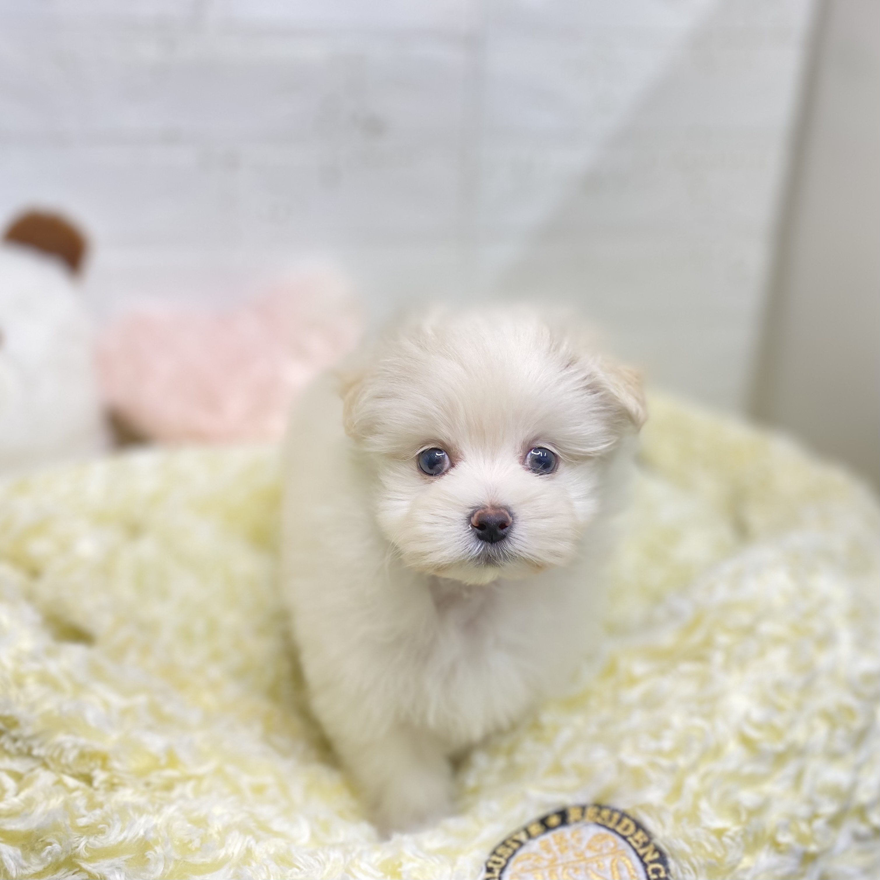 長野県のポメマル/マルポメ(ポメラニアン×マルチーズ) (犬の家＆猫の里長野店/2025年9月6日生まれ/女の子/ホワイト)の子犬の1枚目の画像