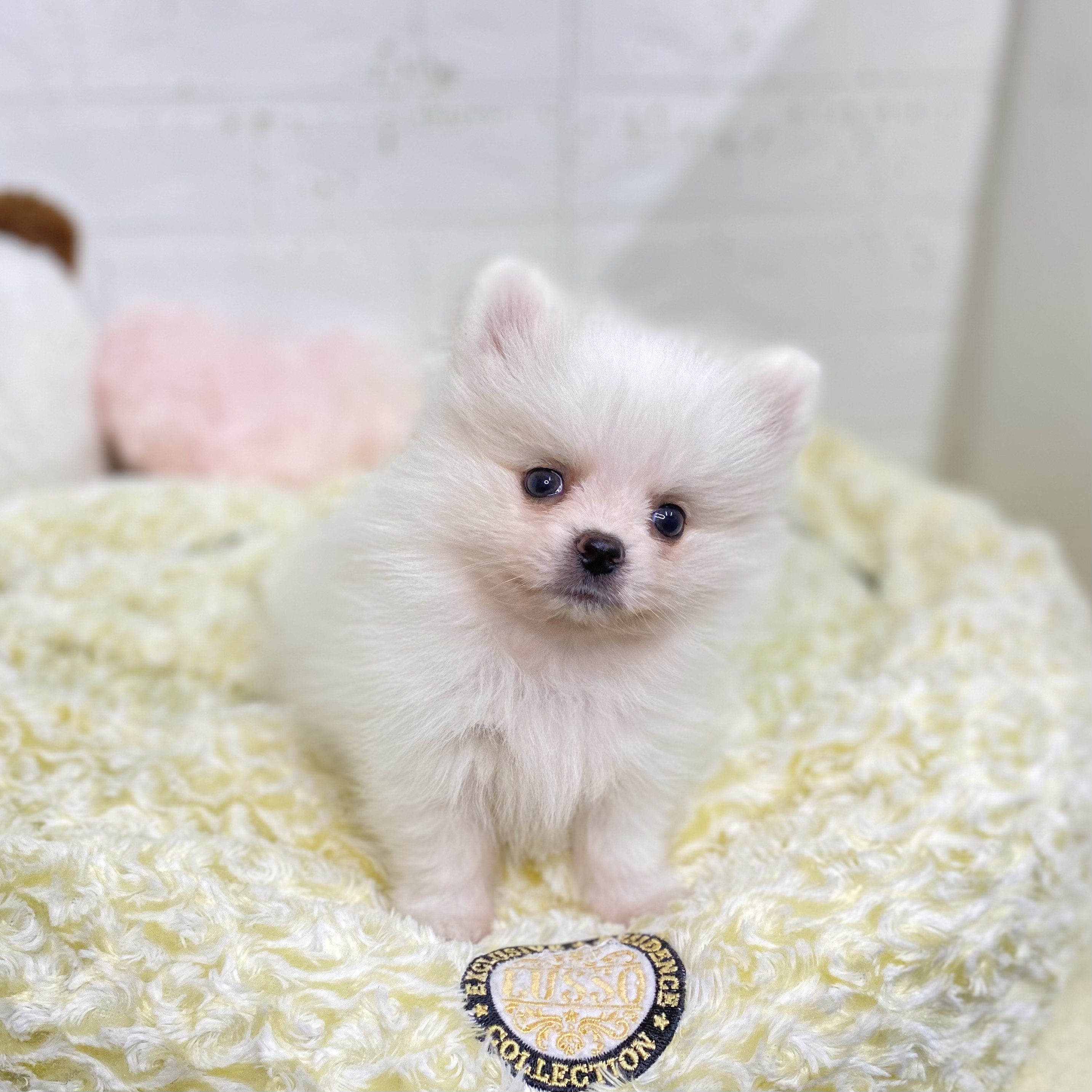 長野県のポメラニアン (犬の家＆猫の里長野店/2025年9月9日生まれ/男の子/パーティーカラー)の子犬の3枚目の画像