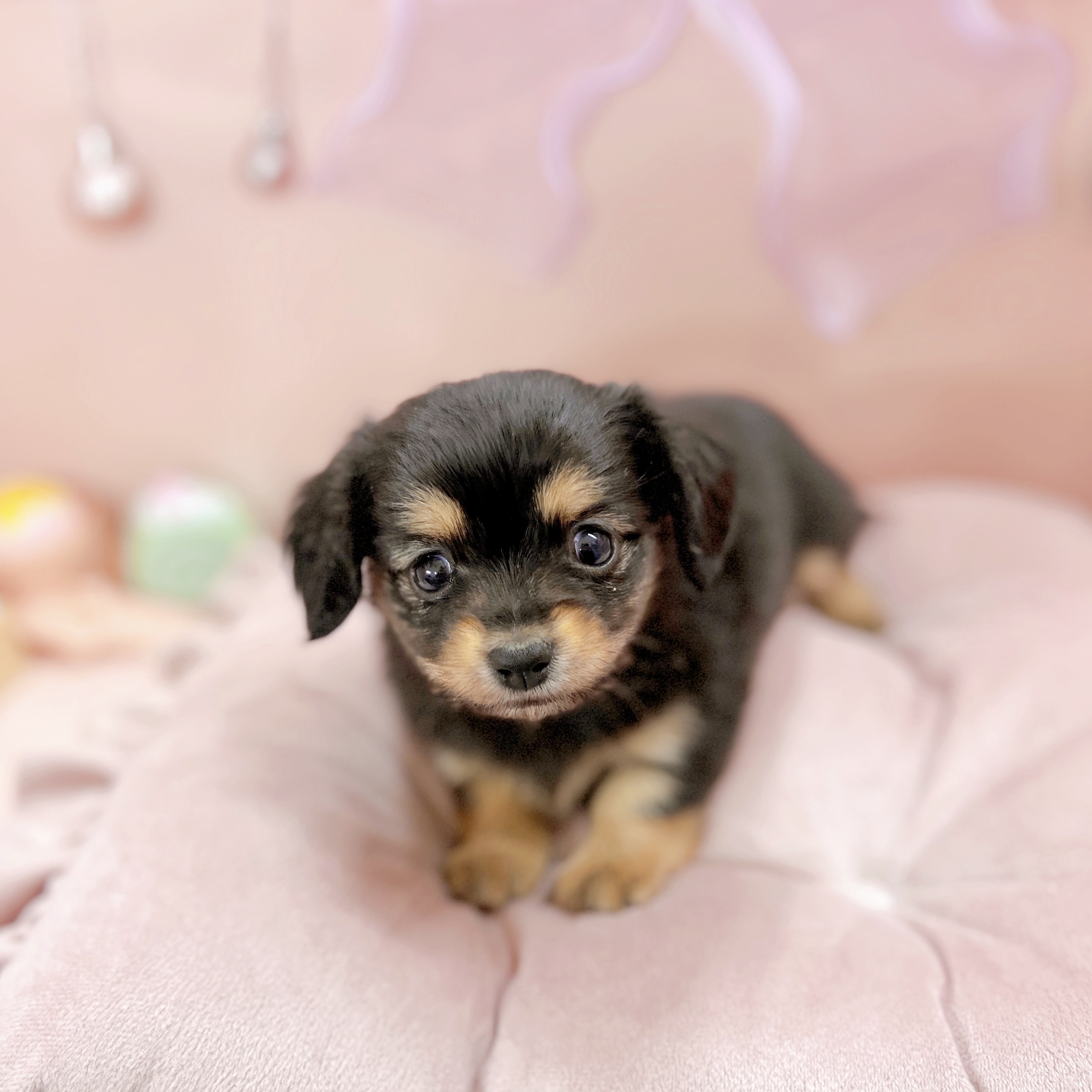 福井県のチワックス(チワワ×ダックス) (犬の家＆猫の里アミーゴ福井大和田店/2025年9月6日生まれ/女の子/ブラックタン)の子犬の3枚目の画像