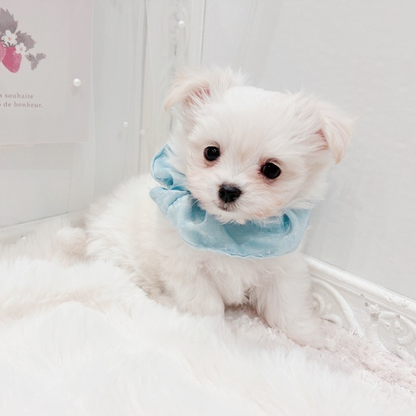 福井県のチワマル/マルチワ(チワワ×マルチーズ) (犬の家＆猫の里福井店/2025年9月8日生まれ/男の子/クリーム)の子犬の3枚目の画像