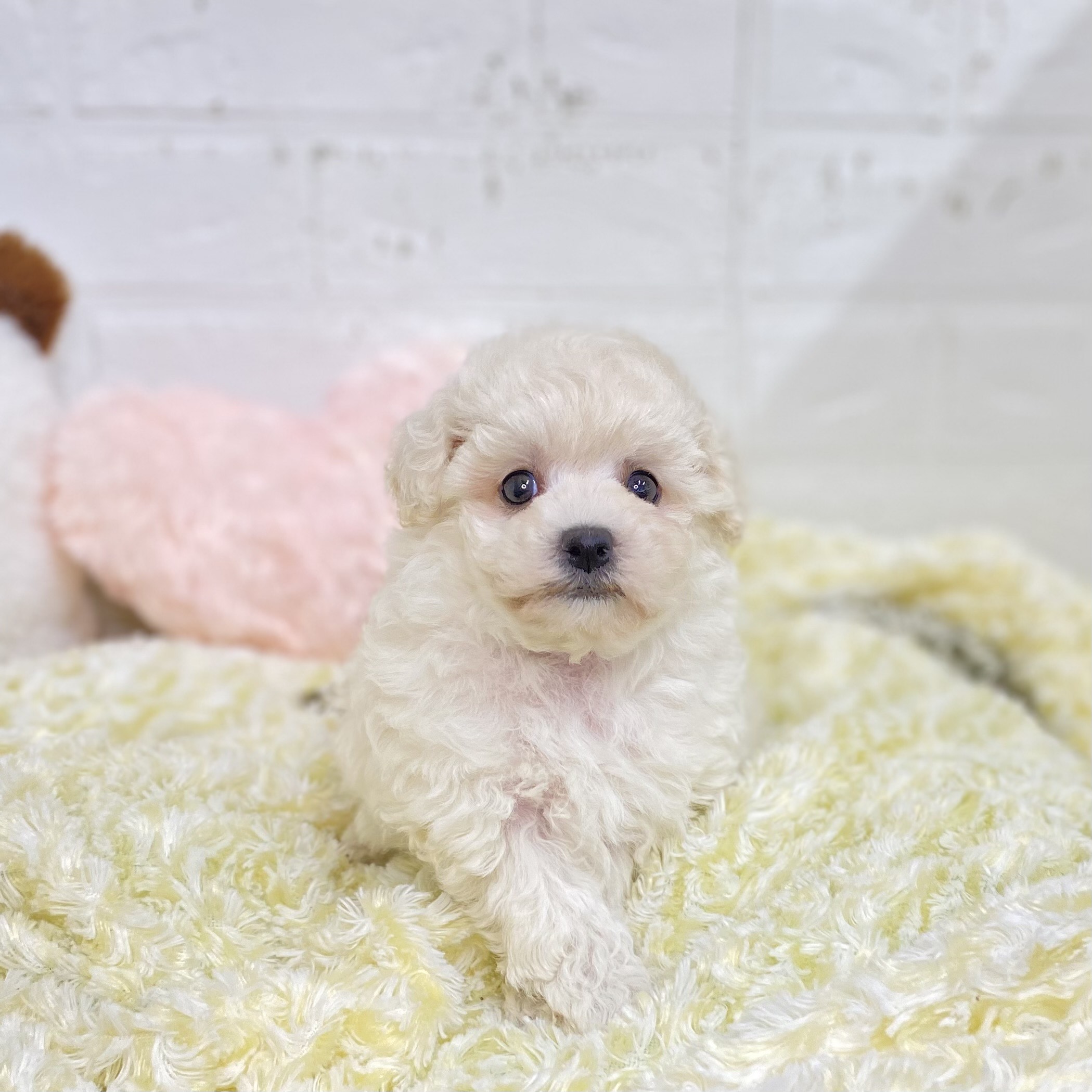長野県のビションプー(ビションフリーゼ×プードル) (犬の家＆猫の里長野店/2025年9月7日生まれ/女の子/ホワイト)の子犬の3枚目の画像