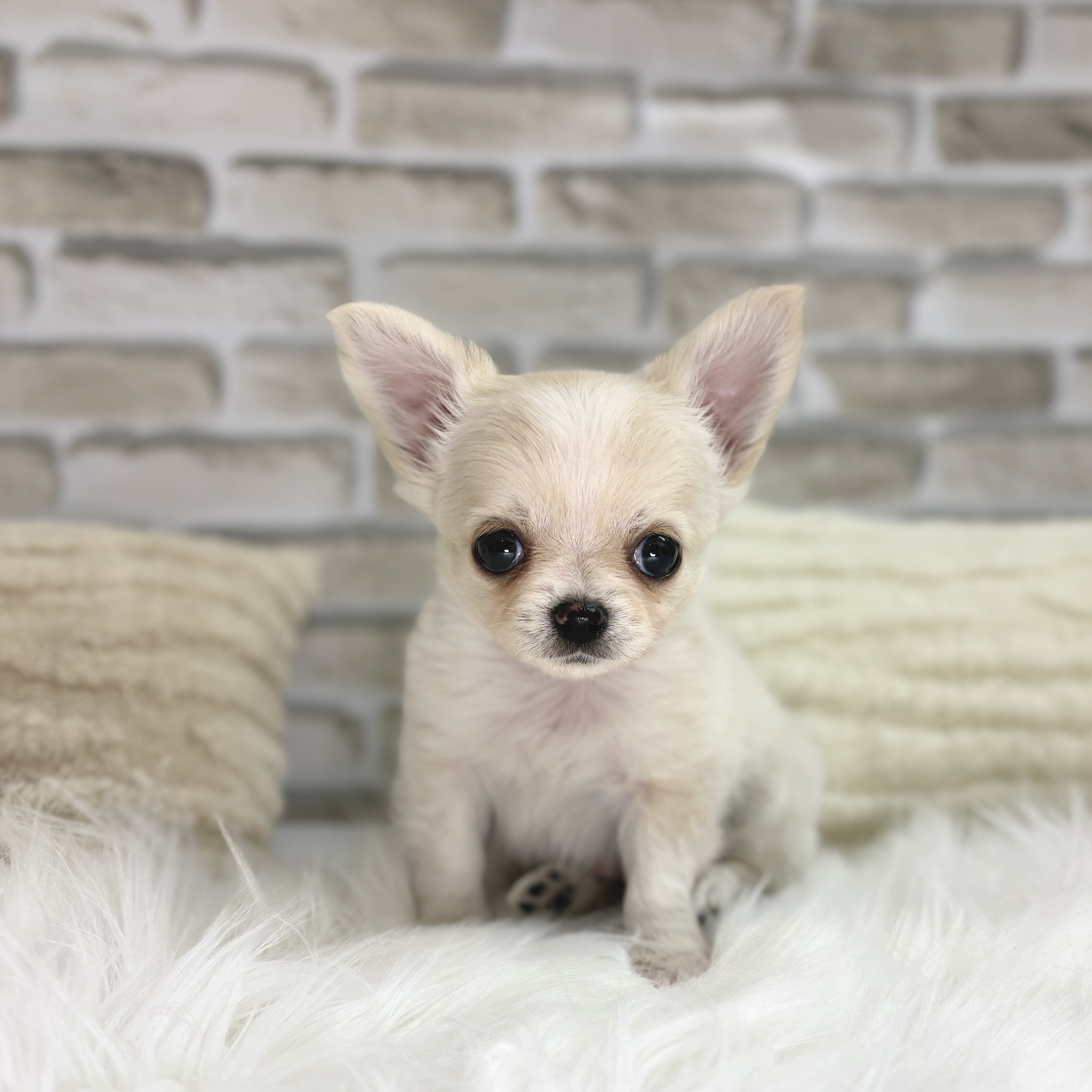 神奈川県のチワワ(ロング) (犬の家＆猫の里モザイクモール港北店/2025年9月9日生まれ/男の子/クリーム)の子犬の1枚目の画像