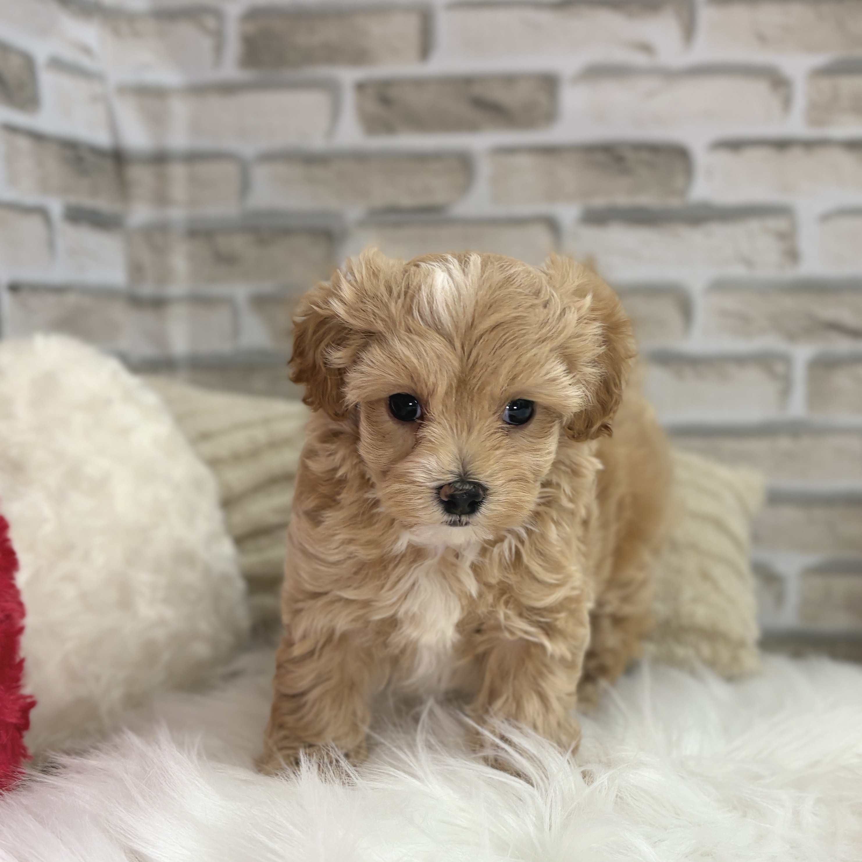 神奈川県のマルプー(マルチーズ×プードル) (犬の家＆猫の里モザイクモール港北店/2025年9月7日生まれ/女の子/クリームホワイト)の子犬の3枚目の画像