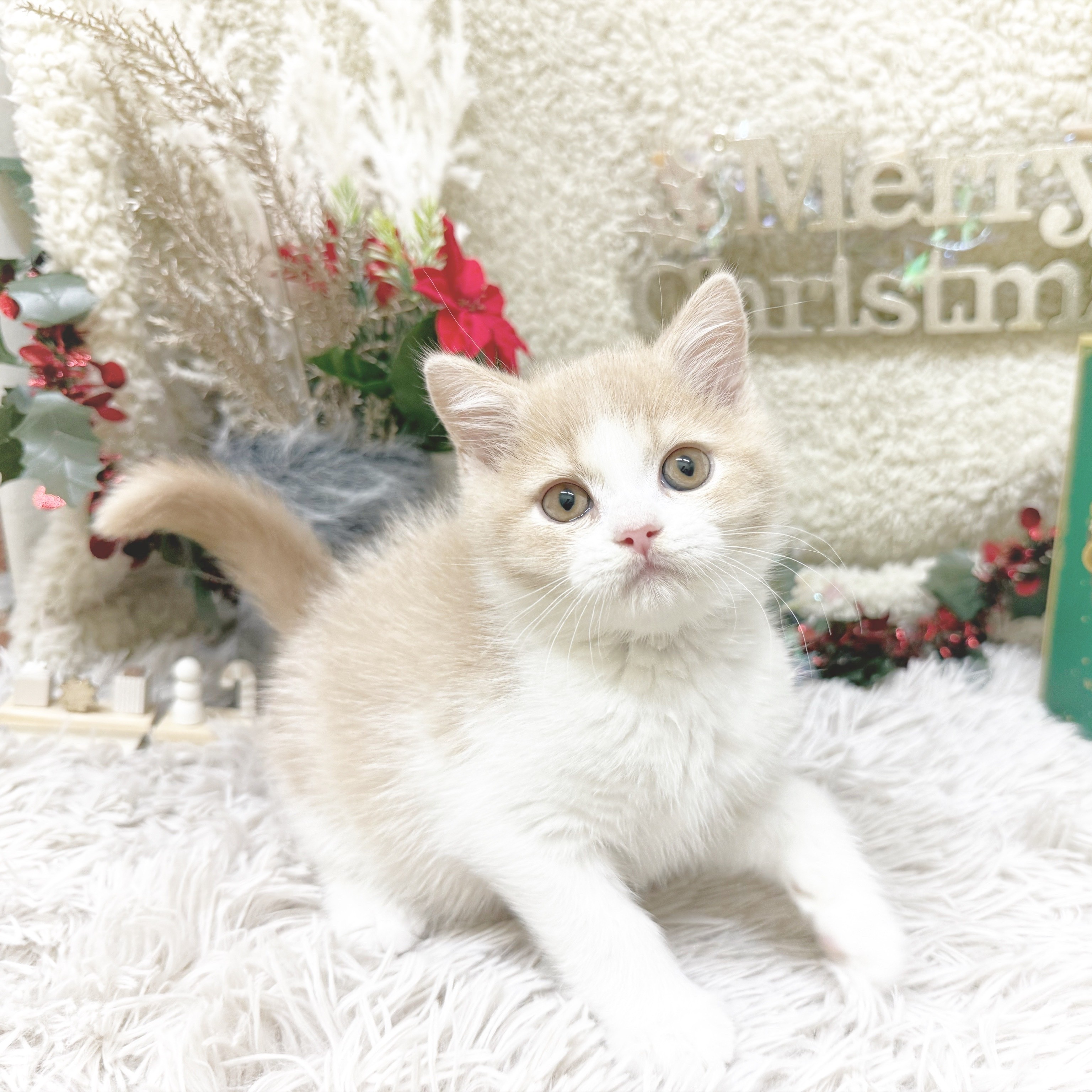 静岡県のブリティッシュショートヘアー (犬の家＆猫の里藤枝店/2025年9月9日生まれ/男の子/クリームホワイト)の子猫の3枚目の画像