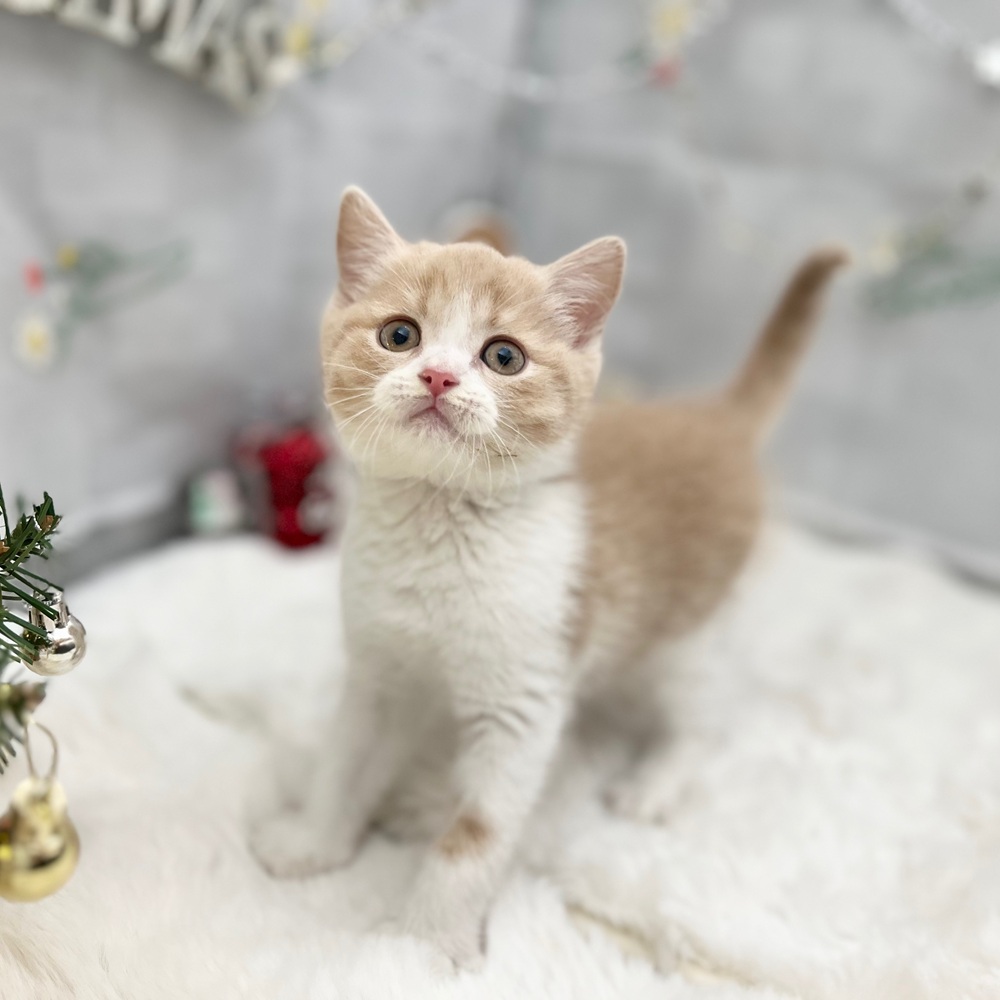 静岡県のブリティッシュショートヘアー (犬の家＆猫の里MEGAドン・キホーテ袋井店/2025年9月9日生まれ/男の子/クリームホワイト)の子猫の3枚目の画像
