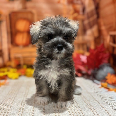 福岡県のシュナマル/マルシュナ(シュナウザー×マルチーズ) (犬の家＆猫の里トリアス久山店/2025年9月9日生まれ/男の子/ソルトペッパー)の子犬の3枚目の画像