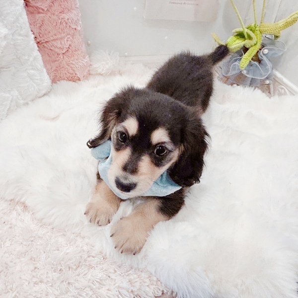 福井県のミニチュアダックスフンド(ロング) (犬の家＆猫の里福井店/2025年9月3日生まれ/男の子/ブラックイエロー)の子犬の3枚目の画像