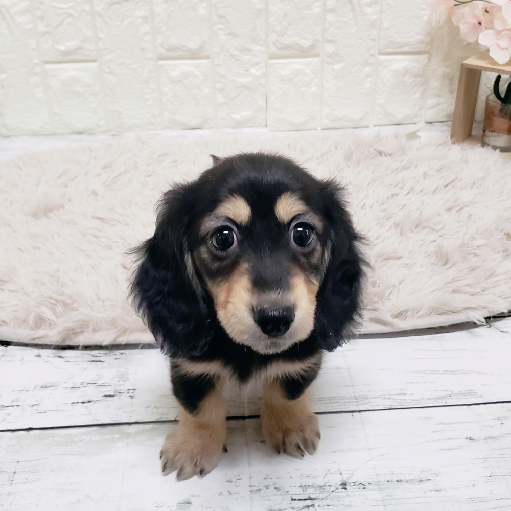 岡山県のミニチュアダックスフンド(ロング) (犬の家＆猫の里岡山店/2025年9月3日生まれ/女の子/ブラックイエロー)の子犬の3枚目の画像