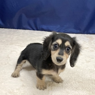 愛知県のミニチュアダックスフンド(ロング) (犬の家＆猫の里一宮店/2025年9月3日生まれ/女の子/ブラックイエロー)の子犬の1枚目の画像