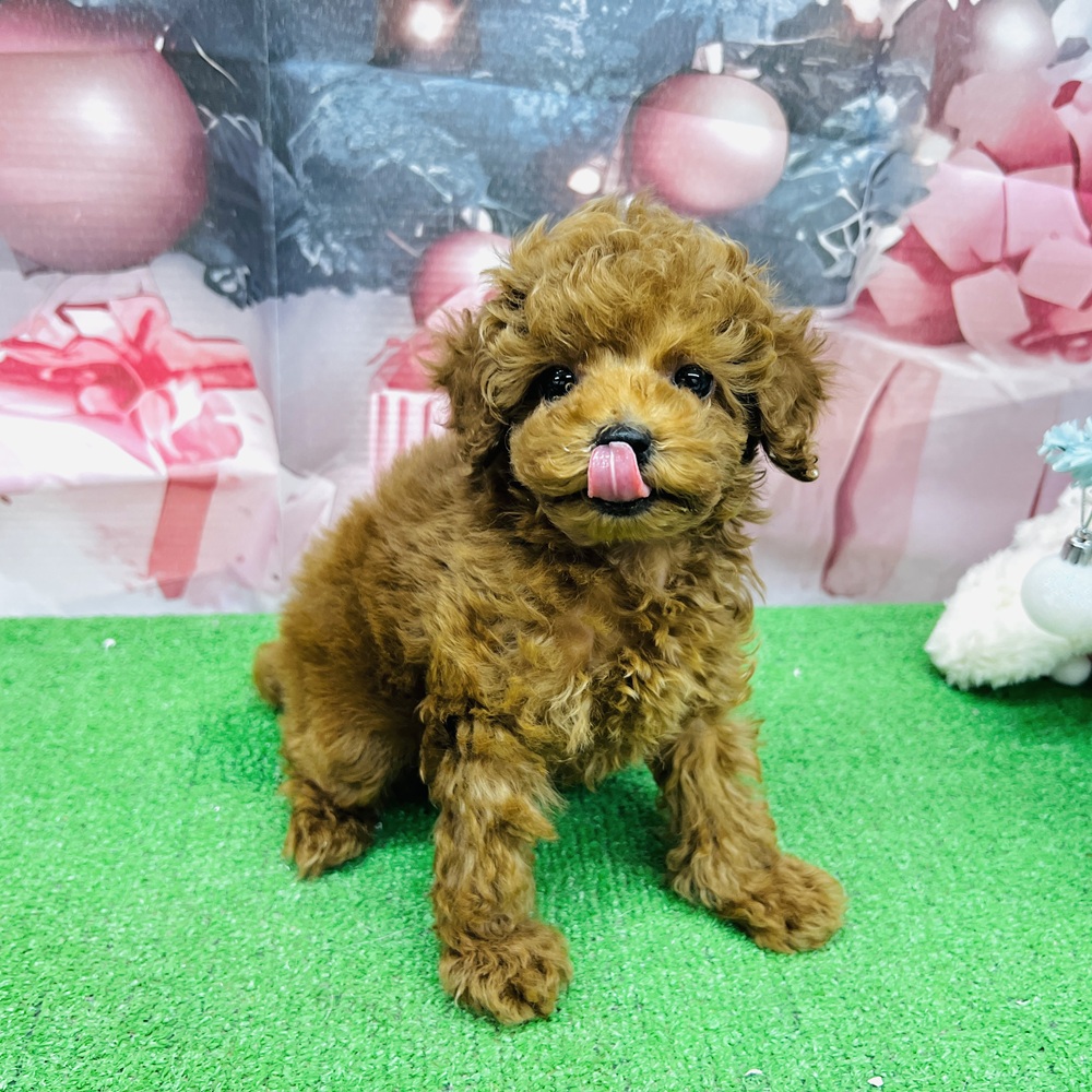 愛知県のトイプードル(タイニー) (犬の家＆猫の里名古屋天白店/2025年9月1日生まれ/男の子/レッドフォーン)の子犬の3枚目の画像