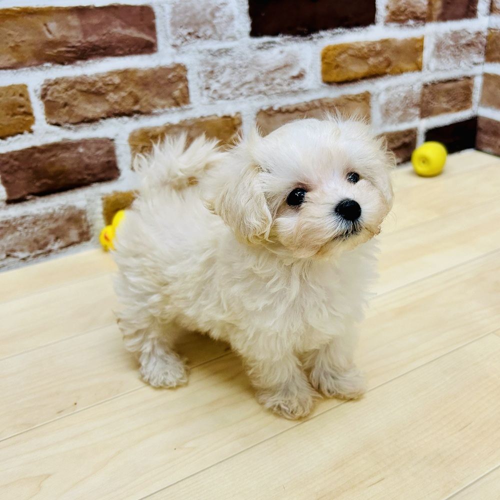 愛知県のマルプー(マルチーズ×プードル) (犬の家＆猫の里七宝店/2025年9月10日生まれ/男の子/クリーム)の子犬の3枚目の画像