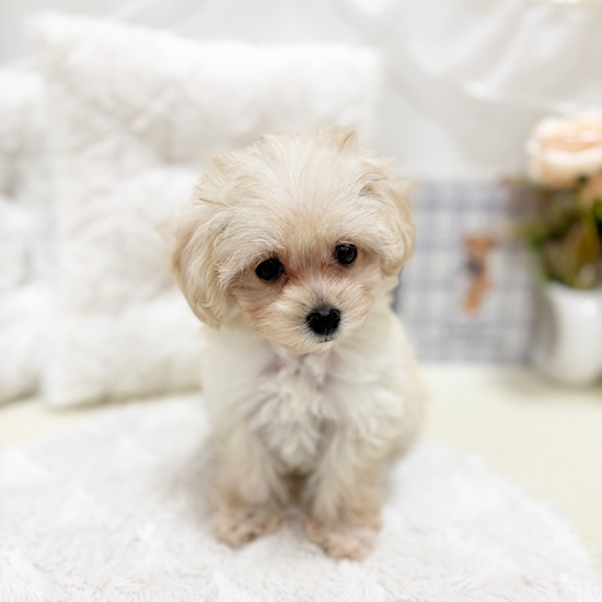 岐阜県のマルプー(マルチーズ×プードル) (犬の家＆猫の里カラフルタウン岐阜店/2025年9月10日生まれ/女の子/クリーム)の子犬の3枚目の画像
