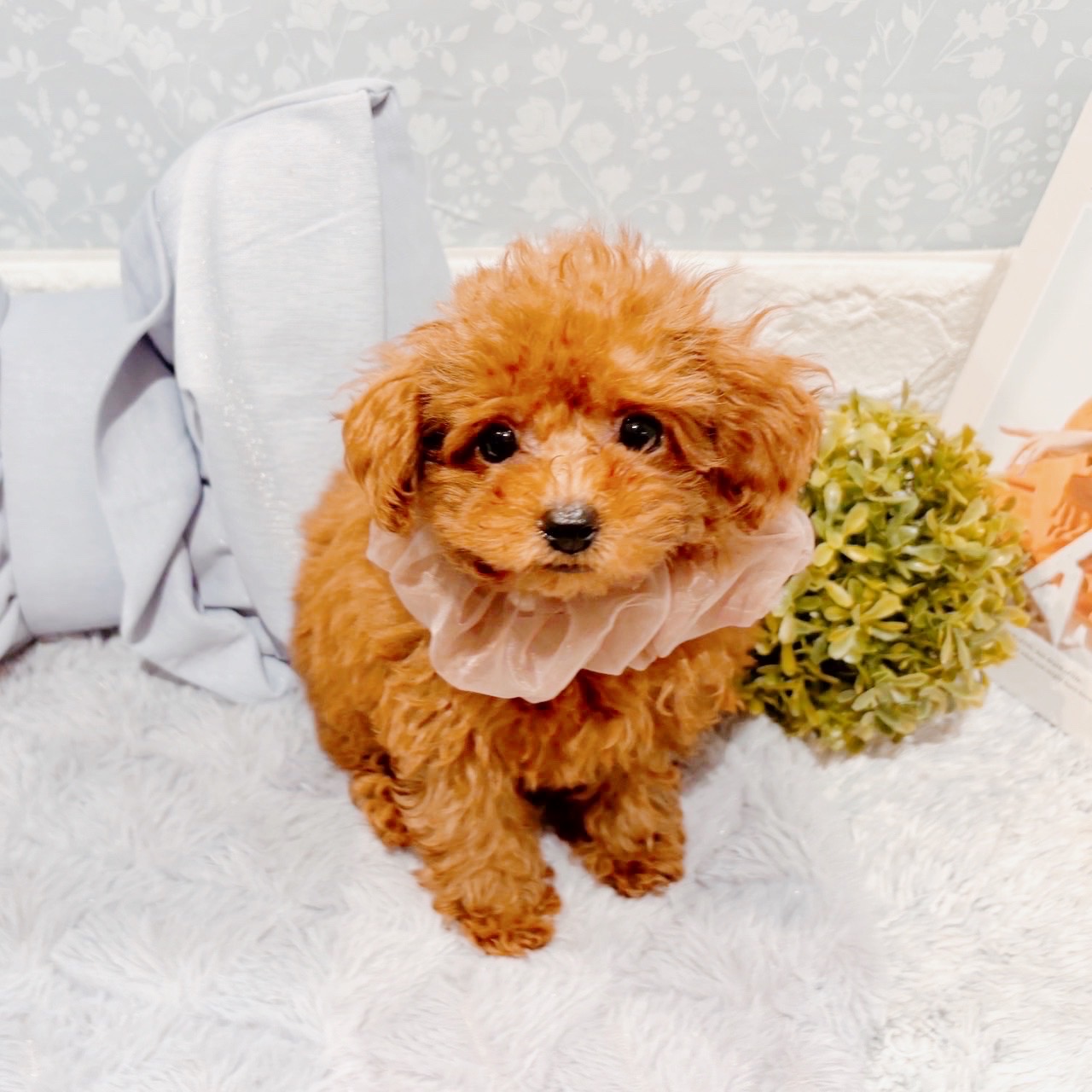 福井県のトイプードル(トイ) (犬の家＆猫の里福井店/2025年9月8日生まれ/女の子/レッドフォーン)の子犬の1枚目の画像