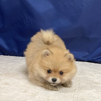 愛知県のポメラニアン (犬の家＆猫の里一宮店/2025年9月8日生まれ/女の子/オレンジ)の子犬の3枚目の画像