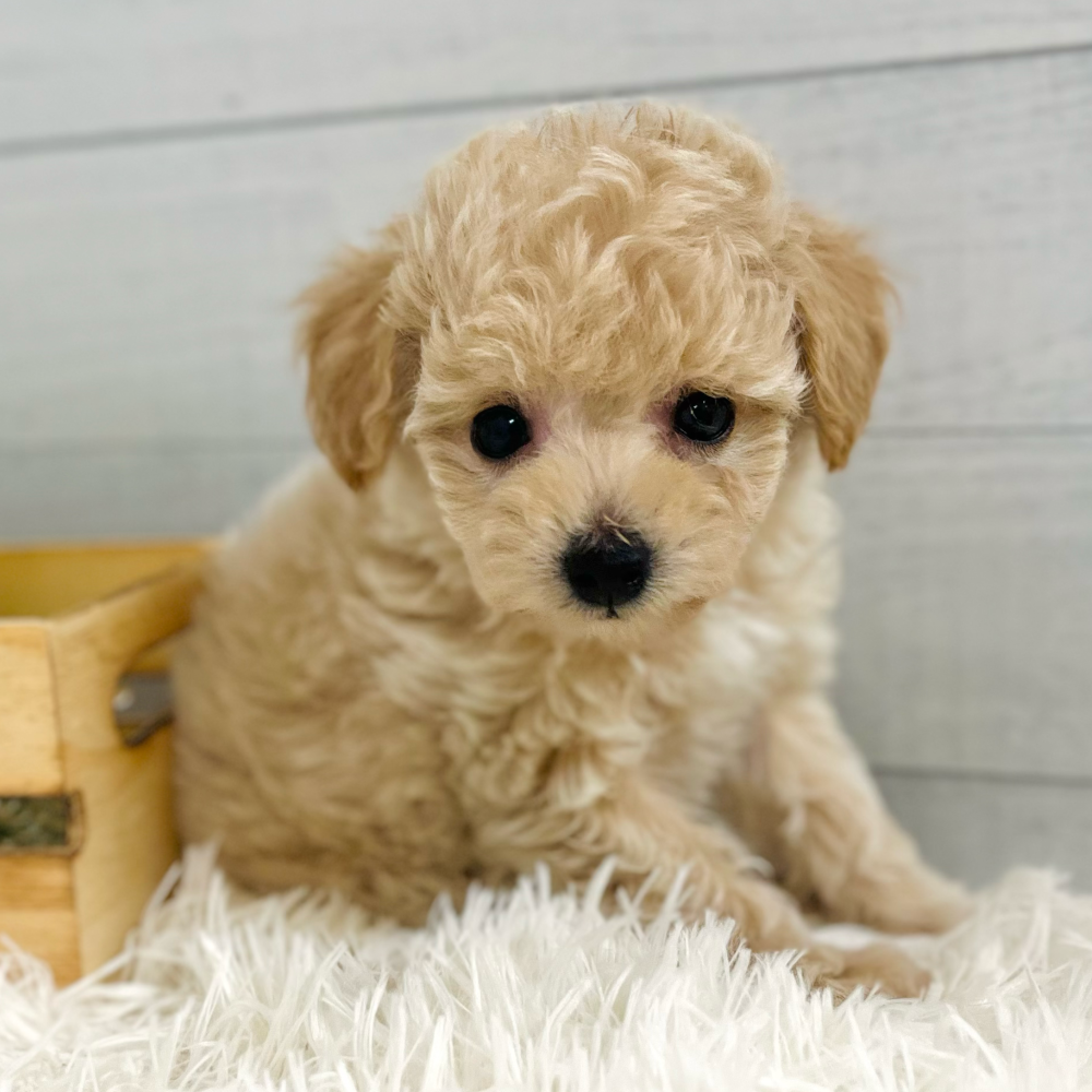 愛知県のマルプー(マルチーズ×プードル) (犬の家＆猫の里豊田店/2025年9月10日生まれ/女の子/クリーム)の子犬の3枚目の画像