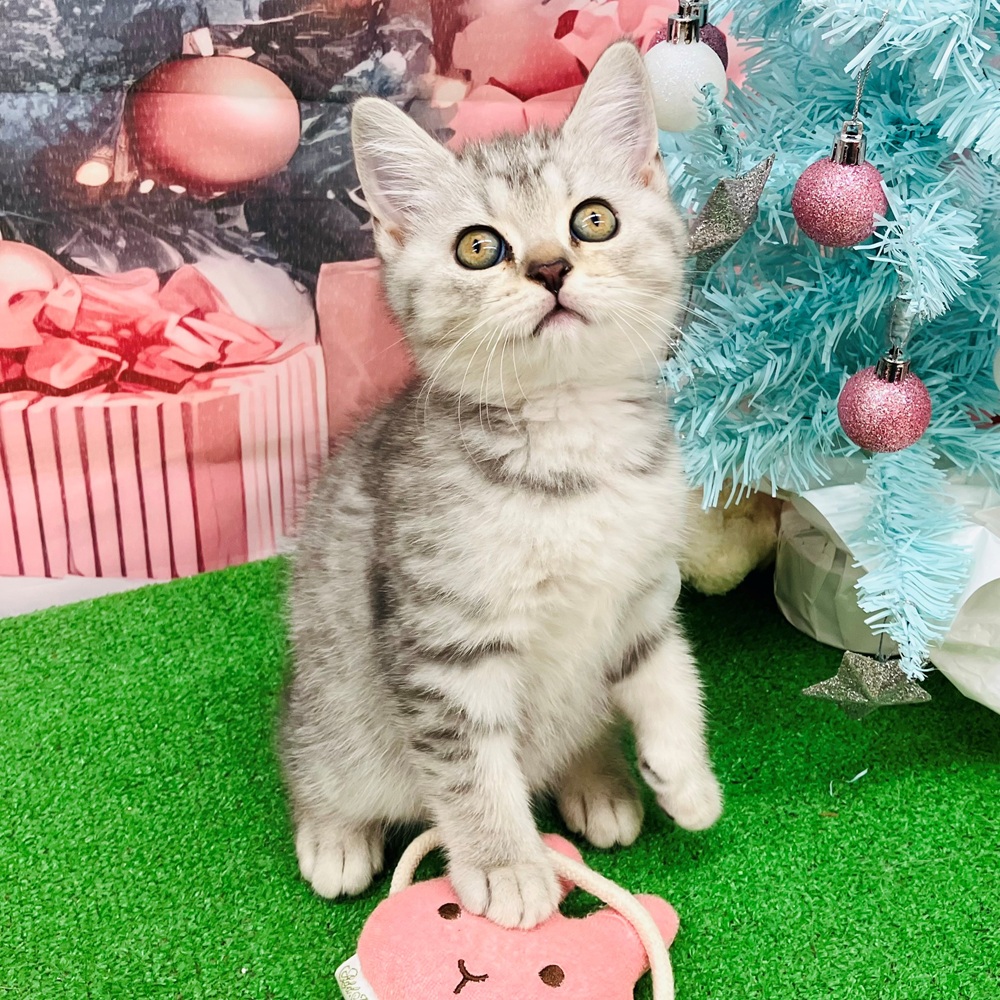 愛知県のブリティッシュショートヘアー (犬の家＆猫の里名古屋天白店/2025年9月10日生まれ/女の子/ブルースポテッドタビー)の子猫の3枚目の画像