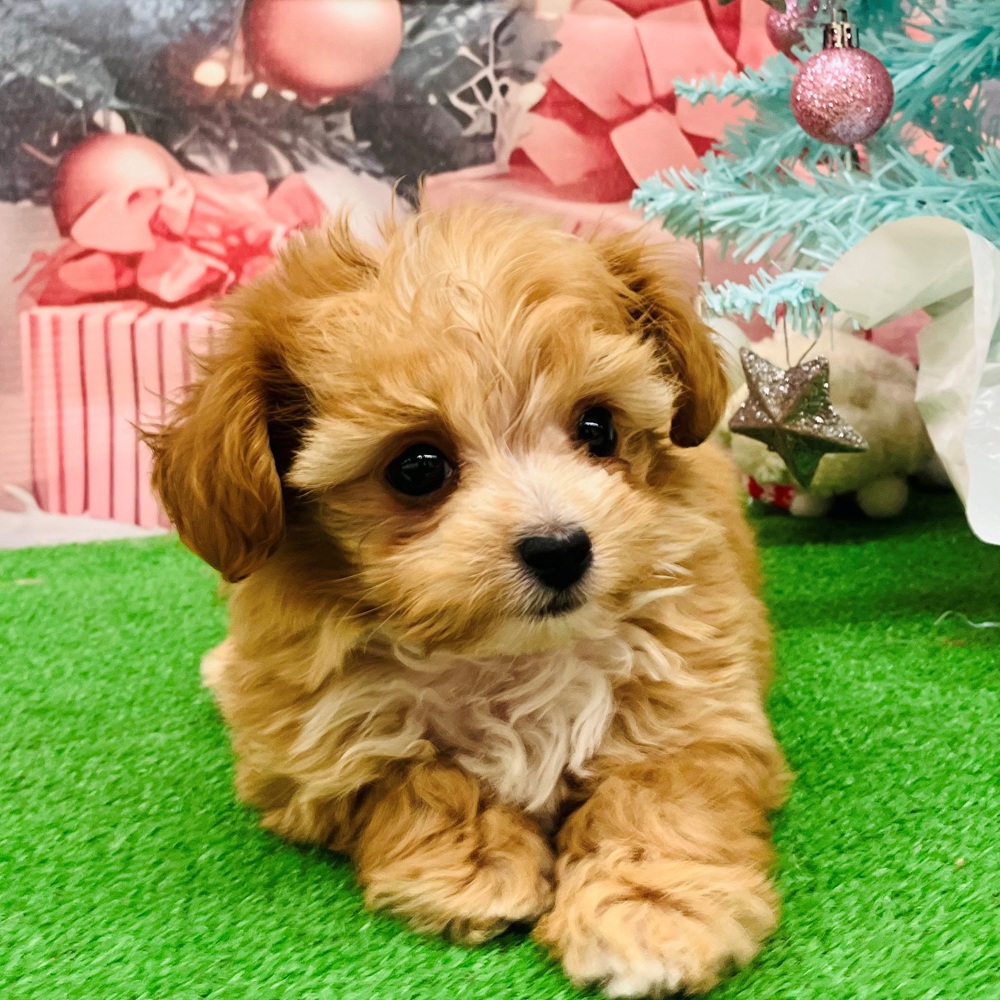 愛知県のチワプー/プーチー(チワワ×プードル) (犬の家＆猫の里名古屋天白店/2025年9月10日生まれ/男の子/アプリコットホワイト)の子犬の3枚目の画像