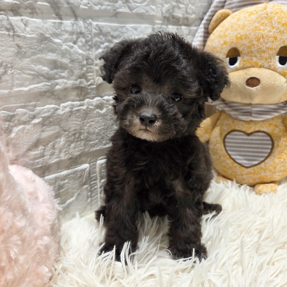 愛知県のトイプードル(トイ) (犬の家＆猫の里MiO香久山店/2025年9月9日生まれ/男の子/シルバー)の子犬の3枚目の画像