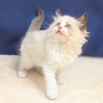 愛知県のラグドール (犬の家＆猫の里一宮店/2025年9月10日生まれ/女の子/シールポイントバイカラー)の子猫の3枚目の画像