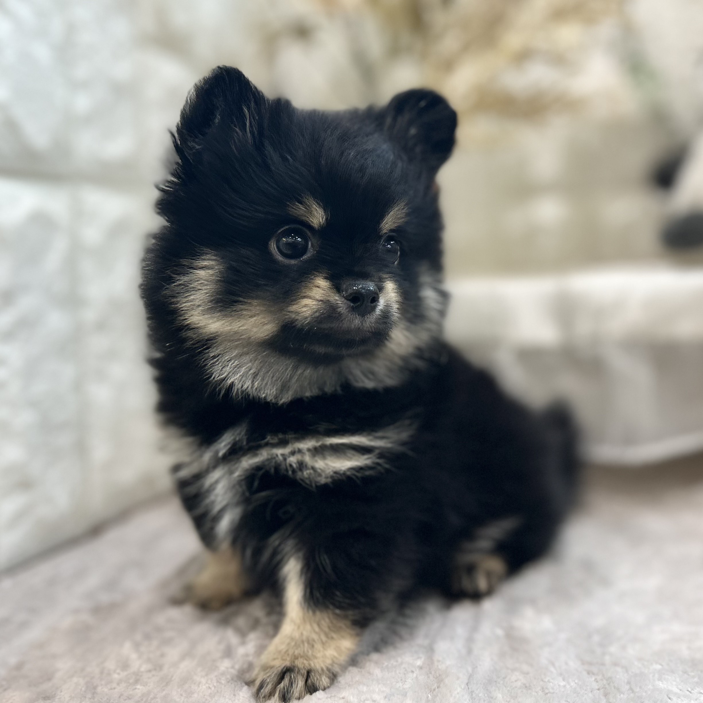 岡山県のポメチワ/チワポメ/ポメチー(ポメラニアン×チワワ) (犬の家＆猫の里倉敷店/2025年9月9日生まれ/男の子/ブラックタンホワイト)の子犬の3枚目の画像