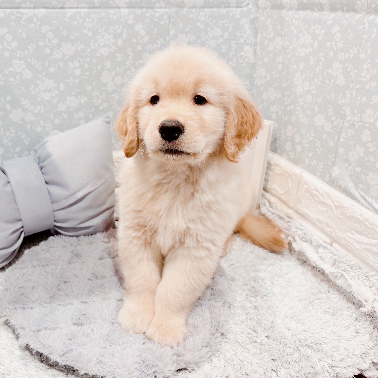 福井県のゴールデンレトリバー (犬の家＆猫の里福井店/2025年9月9日生まれ/男の子/ゴールデン)の子犬の3枚目の画像