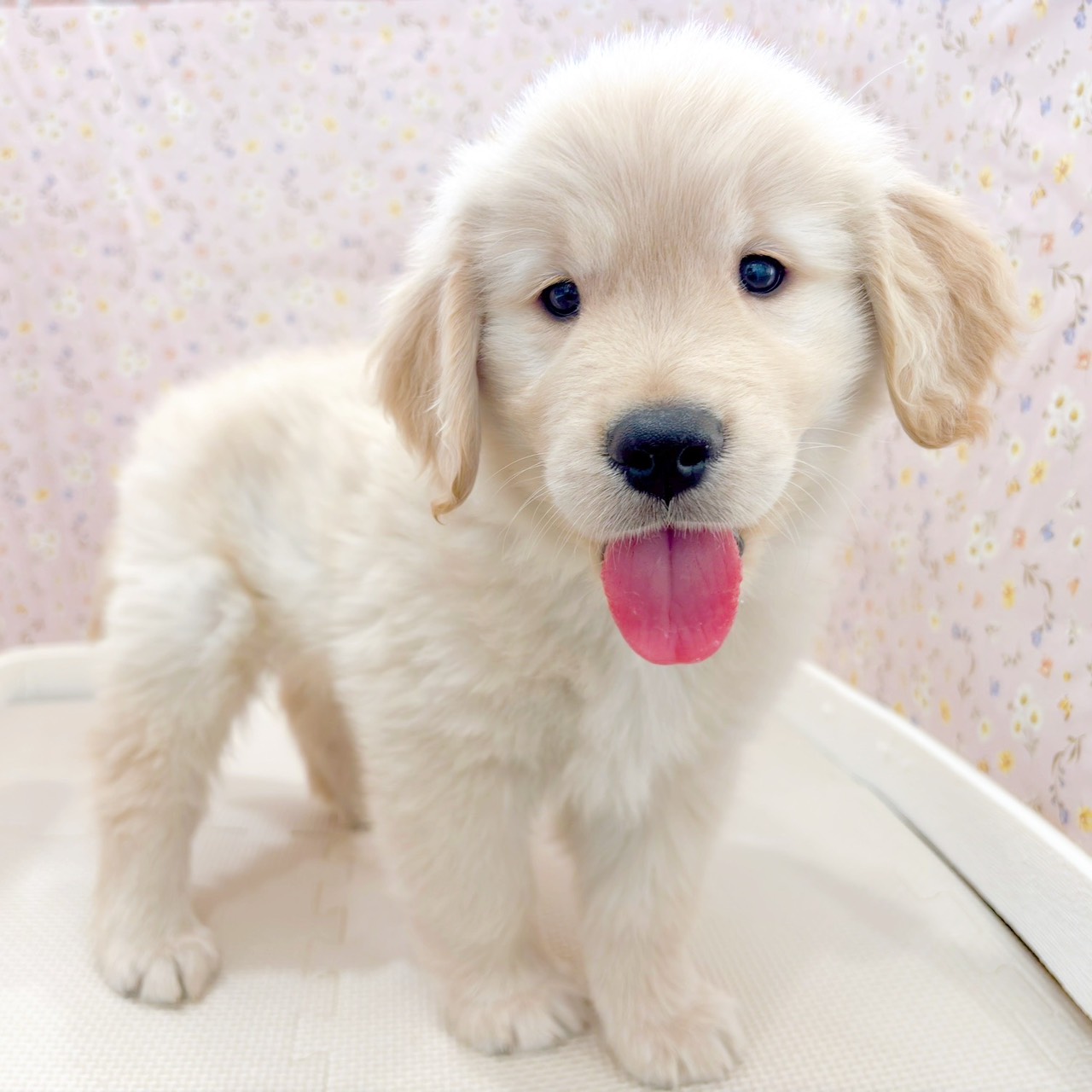 石川県のゴールデンレトリバー (犬の家＆猫の里金沢店/2025年9月9日生まれ/男の子/ゴールデン)の子犬の1枚目の画像