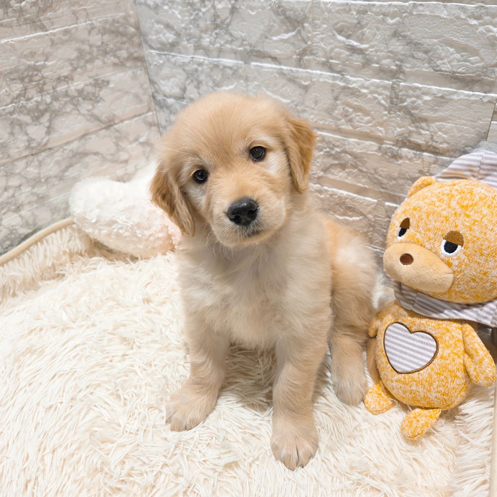 愛知県のゴールデンレトリバー (犬の家＆猫の里MiO香久山店/2025年9月9日生まれ/女の子/ゴールデン)の子犬の3枚目の画像