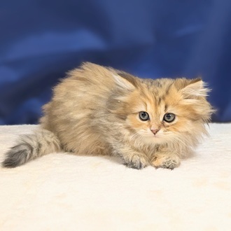 愛知県のペルシャ (犬の家＆猫の里一宮店/2025年9月8日生まれ/女の子/チンチラゴールデン)の子猫の3枚目の画像