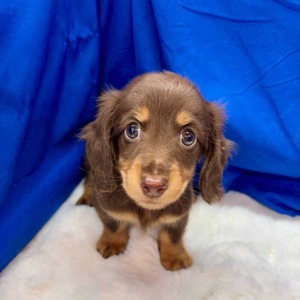 愛知県のミニチュアダックスフンド(ロング) (犬の家＆猫の里愛知刈谷店/2025年9月9日生まれ/男の子/チョコレートタン)の子犬の3枚目の画像