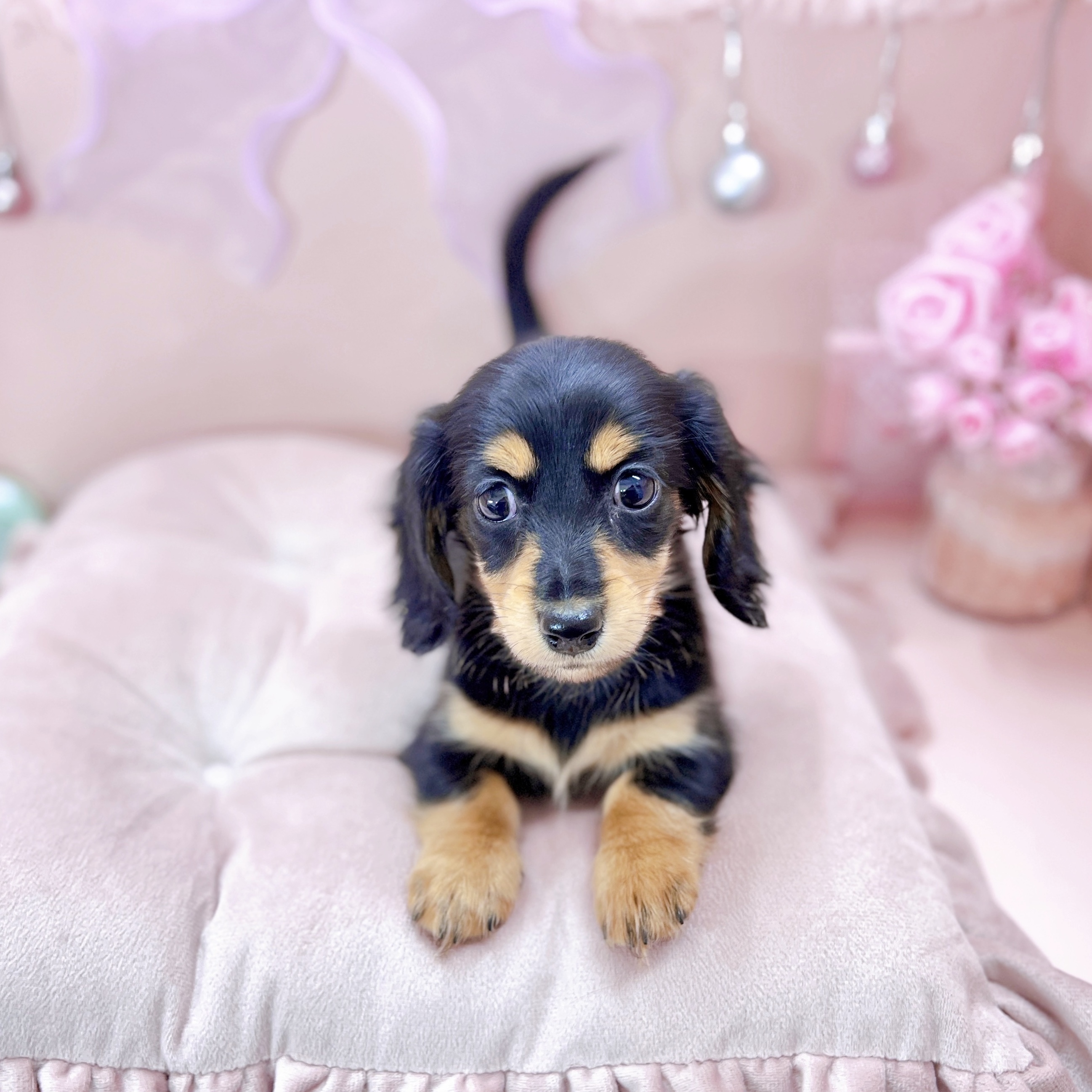 福井県のミニチュアダックスフンド(ロング) (犬の家＆猫の里アミーゴ福井大和田店/2025年9月9日生まれ/女の子/ブラックタン)の子犬の3枚目の画像