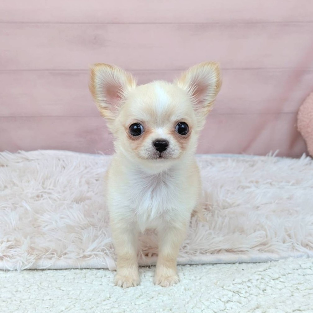 兵庫県のチワワ(ロング) (犬の家＆猫の里川西店/2025年9月11日生まれ/女の子/クリームホワイト)の子犬の1枚目の画像