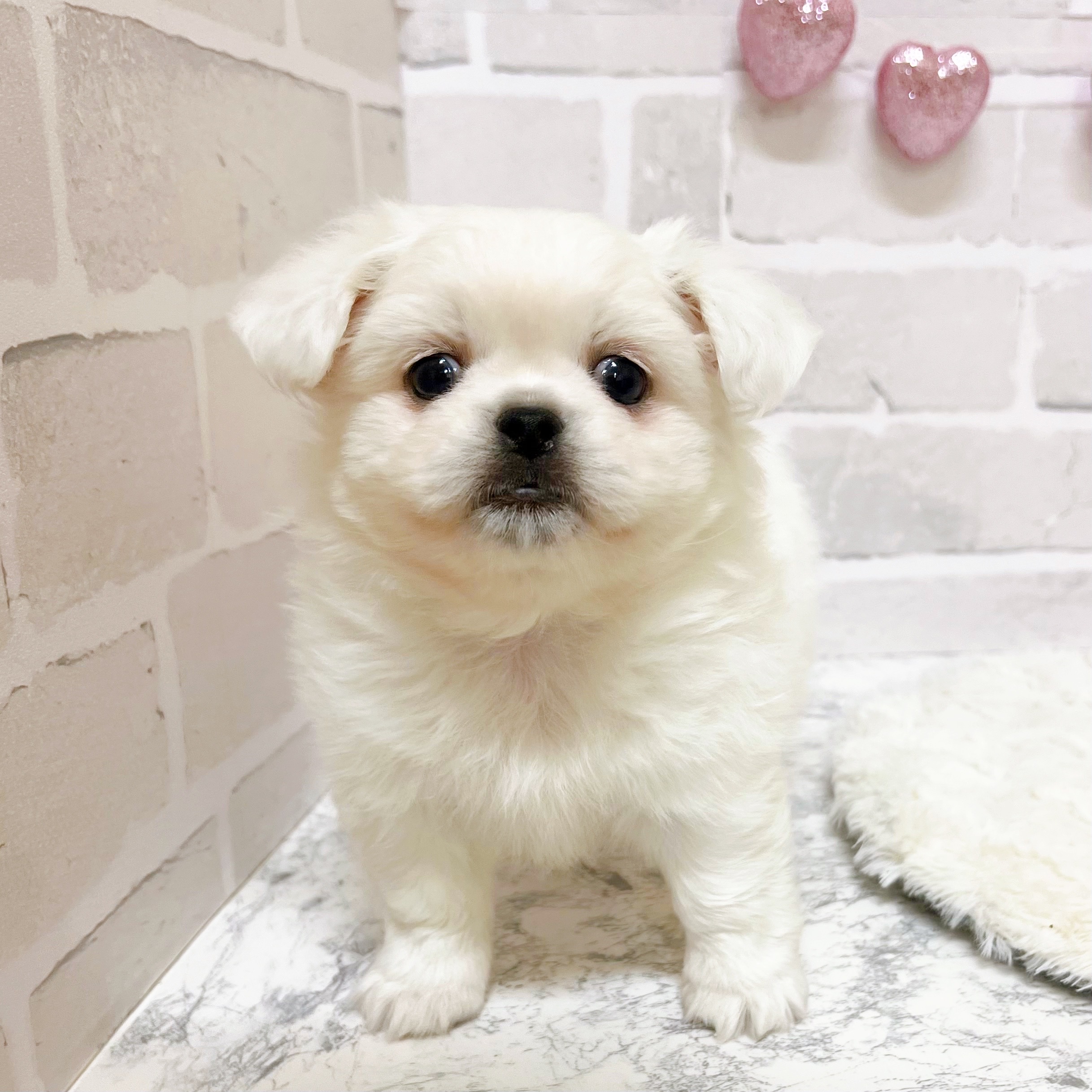 京都府のハーフ犬・ミックス犬 (犬の家＆猫の里京都精華店/2025年9月10日生まれ/男の子/ホワイト)の子犬の3枚目の画像