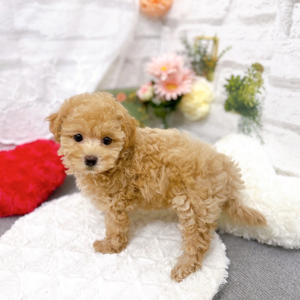 京都府のマルプー(マルチーズ×プードル) (犬の家＆猫の里京都樟葉店/2025年9月9日生まれ/女の子/クリーム)の子犬の3枚目の画像