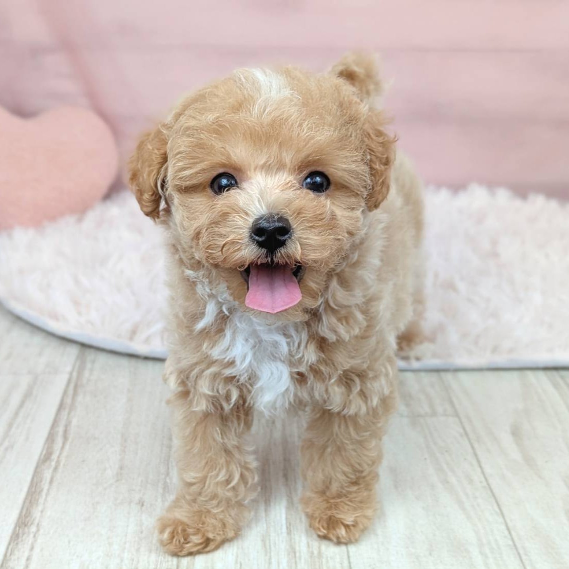 兵庫県のマルプー(マルチーズ×プードル) (犬の家＆猫の里川西店/2025年9月9日生まれ/女の子/クリーム)の子犬の3枚目の画像