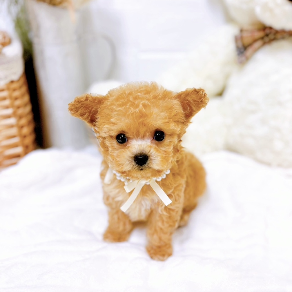 滋賀県のチワプー/プーチー(チワワ×プードル) (犬の家＆猫の里近江八幡店/2025年9月11日生まれ/女の子/クリーム)の子犬の3枚目の画像