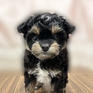 兵庫県のチワプー/プーチー(チワワ×プードル) (犬の家＆猫の里カナート西神戸店/2025年9月10日生まれ/女の子/ブラックタン)の子犬の1枚目の画像