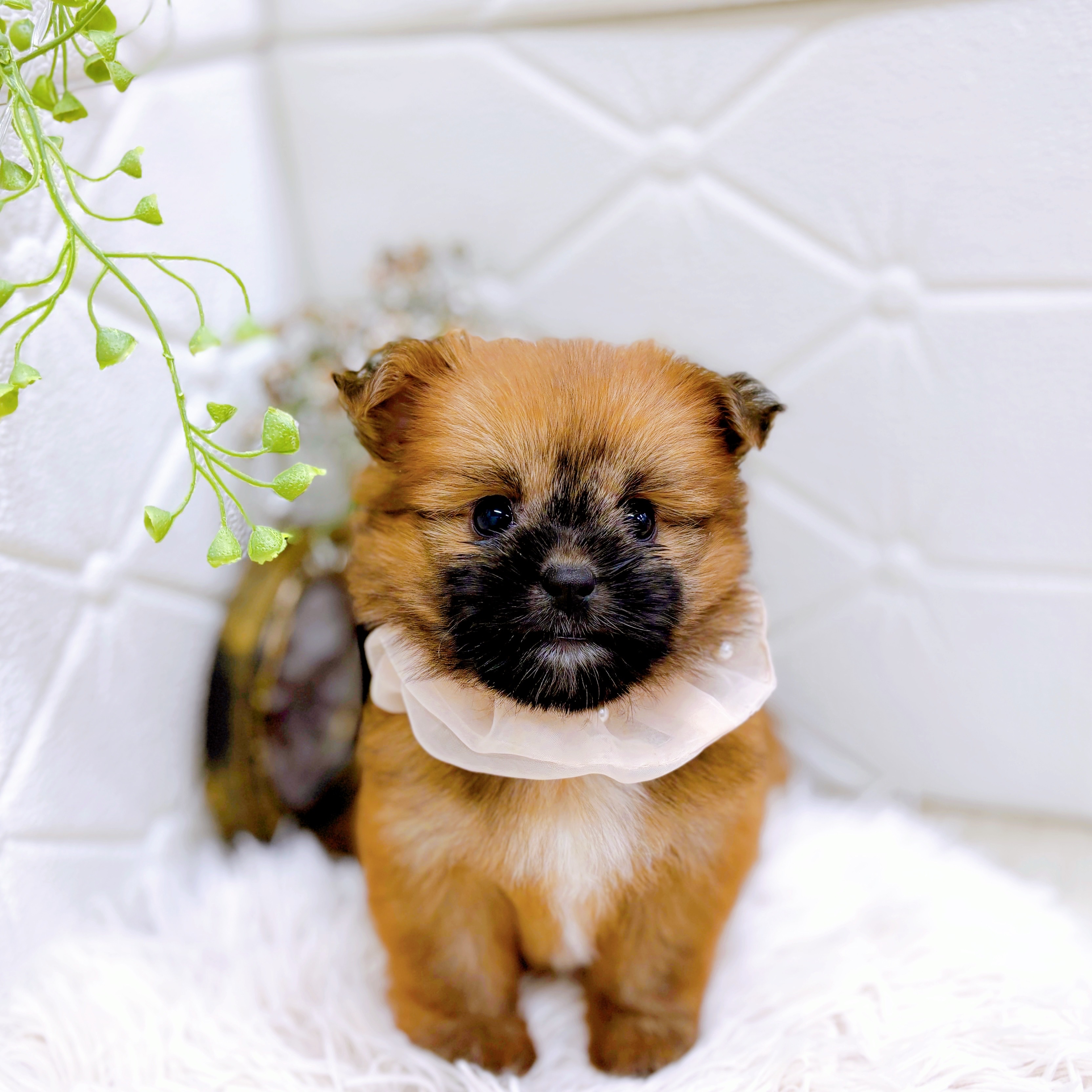 福井県のポメズー/ポメシーズ(ポメラニアン×シーズー) (犬の家＆猫の里アミーゴ福井店/2025年9月11日生まれ/女の子/フォーン)の子犬の3枚目の画像