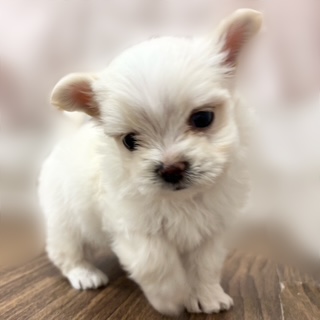 兵庫県のチワマル/マルチワ(チワワ×マルチーズ) (犬の家＆猫の里カナート西神戸店/2025年9月11日生まれ/男の子/クリーム)の子犬の3枚目の画像