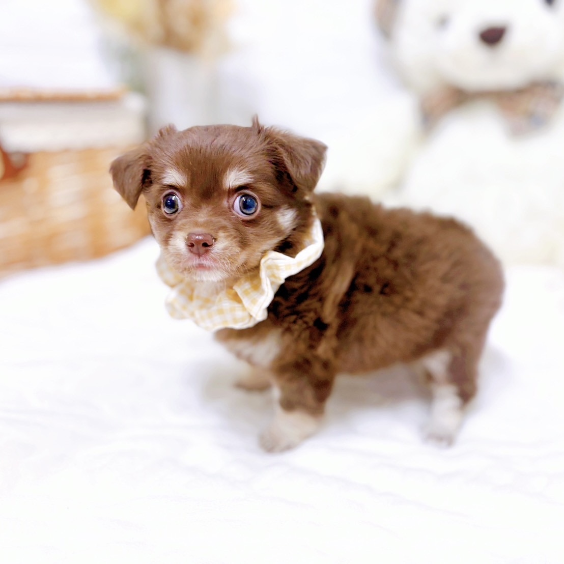 滋賀県のチワックス(チワワ×ダックス) (犬の家＆猫の里近江八幡店/2025年9月8日生まれ/女の子/チョコレートタン)の子犬の3枚目の画像