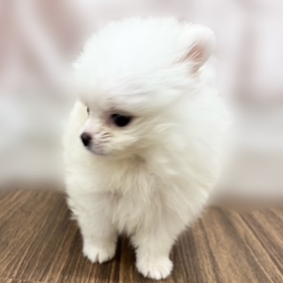 兵庫県のポメラニアン (犬の家＆猫の里カナート西神戸店/2025年9月10日生まれ/男の子/クリーム)の子犬の3枚目の画像