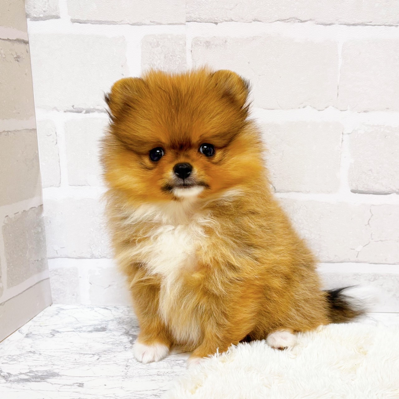 京都府のポメラニアン (犬の家＆猫の里京都精華店/2025年9月11日生まれ/女の子/オレンジホワイト)の子犬の3枚目の画像