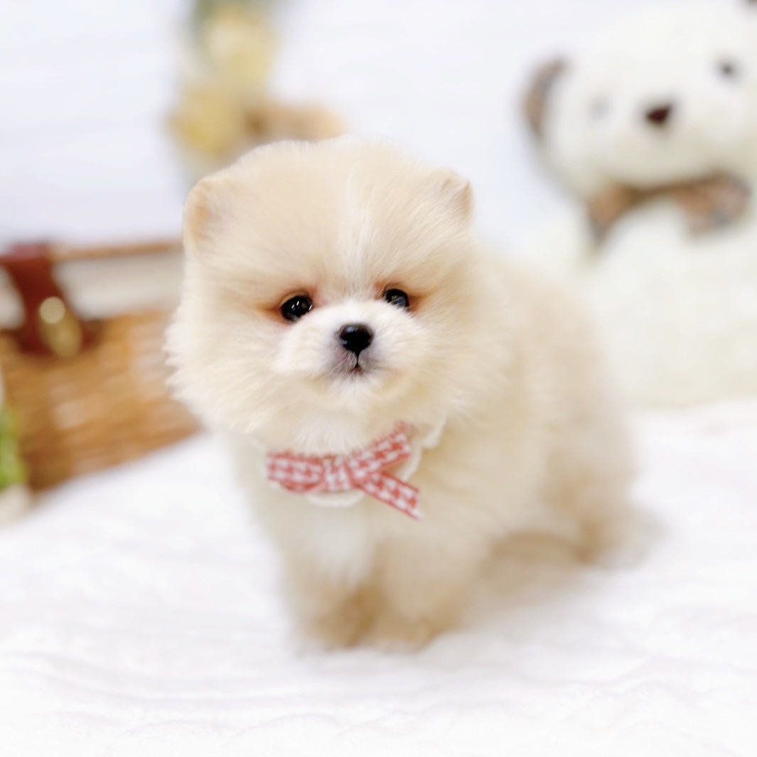滋賀県のポメラニアン (犬の家＆猫の里近江八幡店/2025年9月11日生まれ/女の子/クリームホワイト)の子犬の3枚目の画像