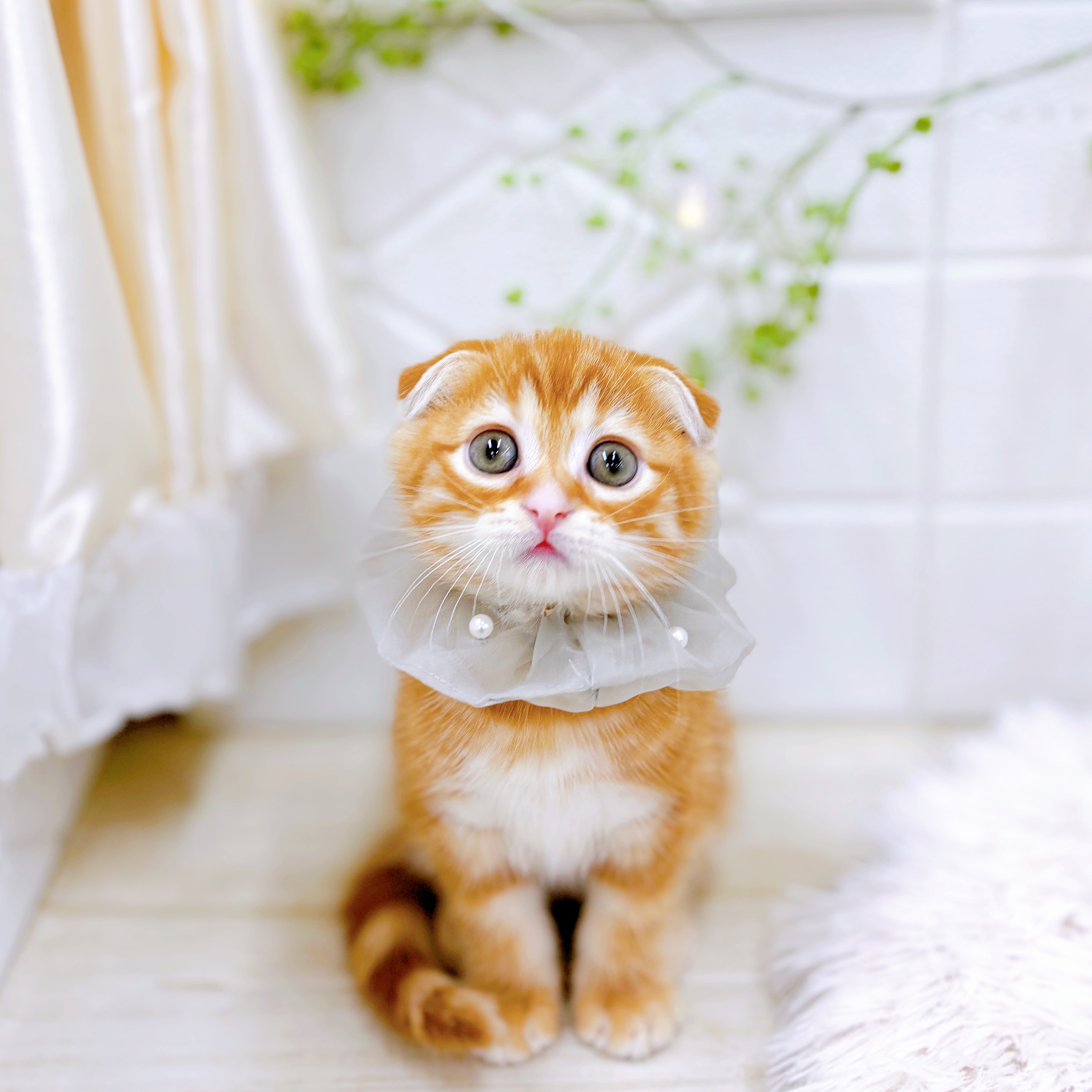 福井県のスコティッシュフォールド (犬の家＆猫の里アミーゴ福井店/2025年9月11日生まれ/男の子/レッドタビー)の子猫の3枚目の画像