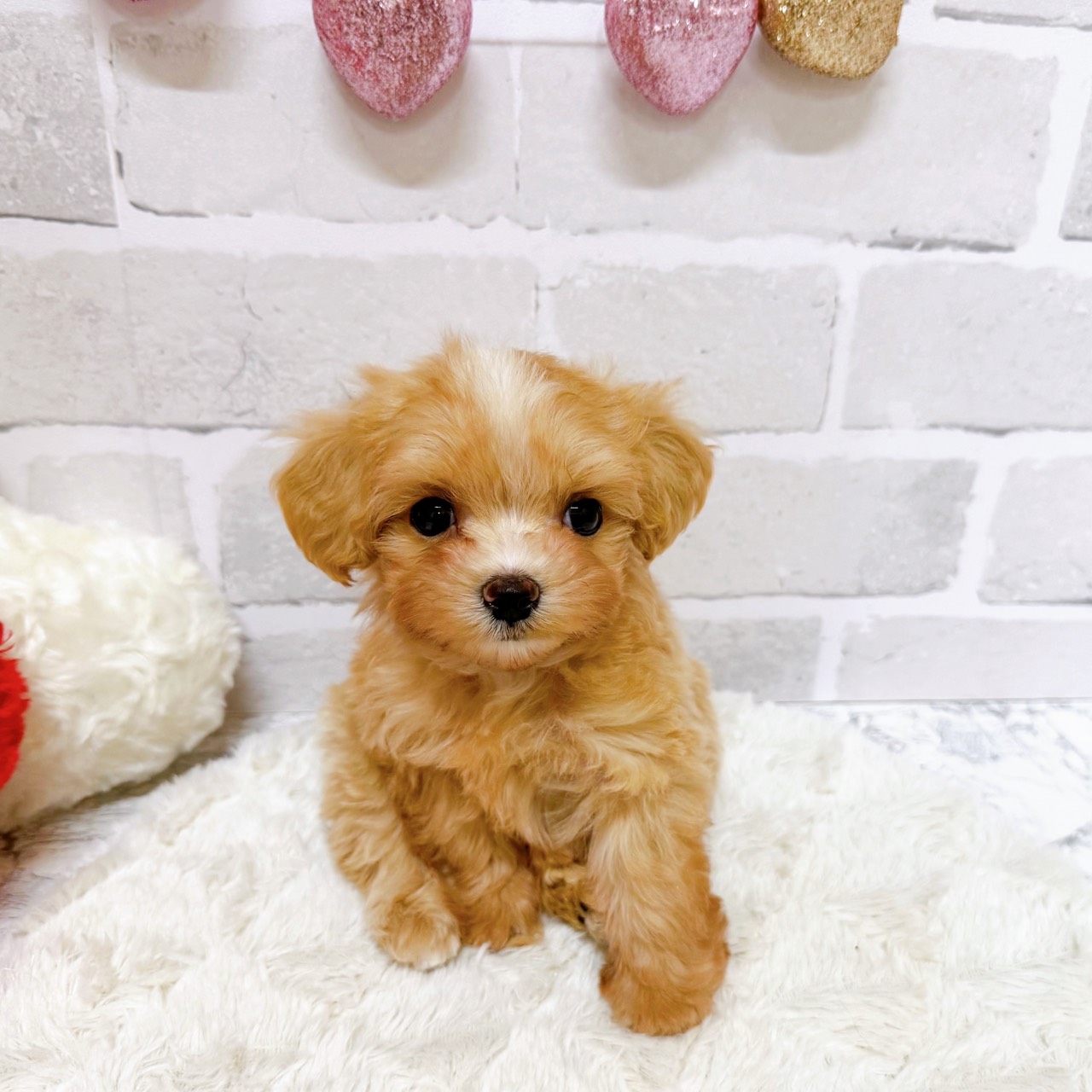 京都府のマルプー(マルチーズ×プードル) (犬の家＆猫の里京都精華店/2025年9月8日生まれ/男の子/クリームホワイト)の子犬の3枚目の画像