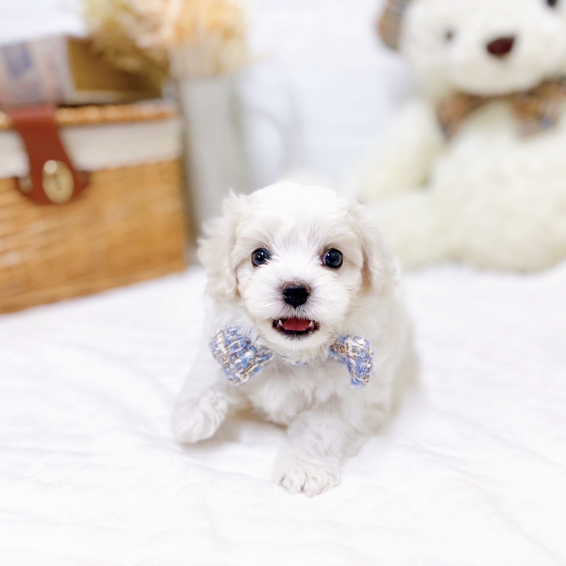 滋賀県のハーフ犬・ミックス犬 (犬の家＆猫の里近江八幡店/2025年9月8日生まれ/男の子/ホワイト)の子犬の3枚目の画像