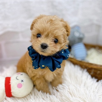 滋賀県のチワプー/プーチー(チワワ×プードル) (犬の家＆猫の里長浜店/2025年9月10日生まれ/女の子/クリーム)の子犬の3枚目の画像